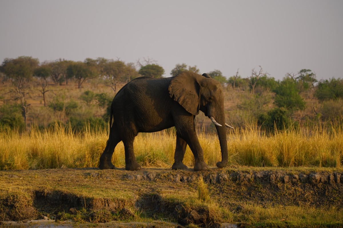 Elefant durchsucht die Erde nach Essbarem