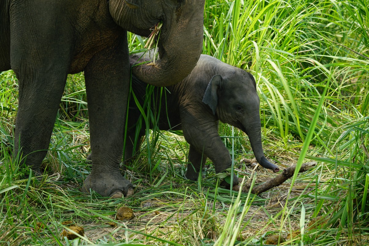 Babyelefant zu den Füßen eines erwachsenen Tieres