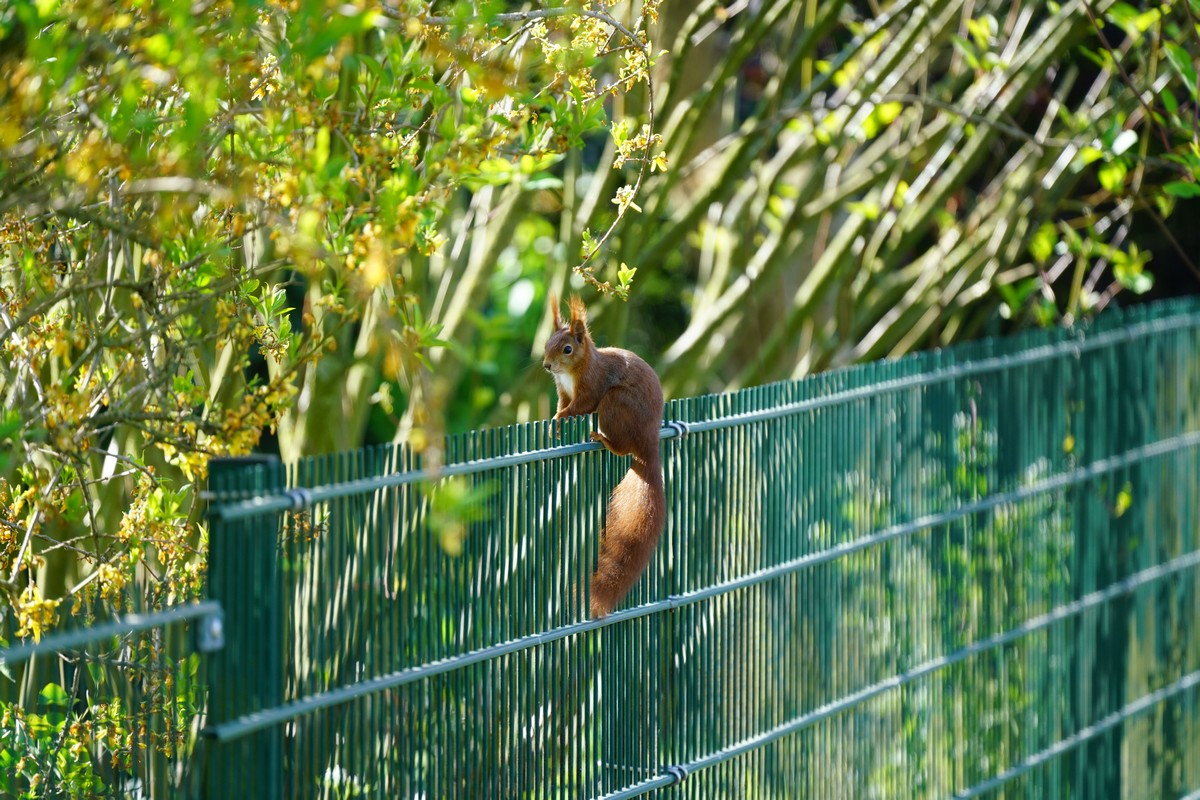 Eichhörnchen auf einem grünen Metallzaun