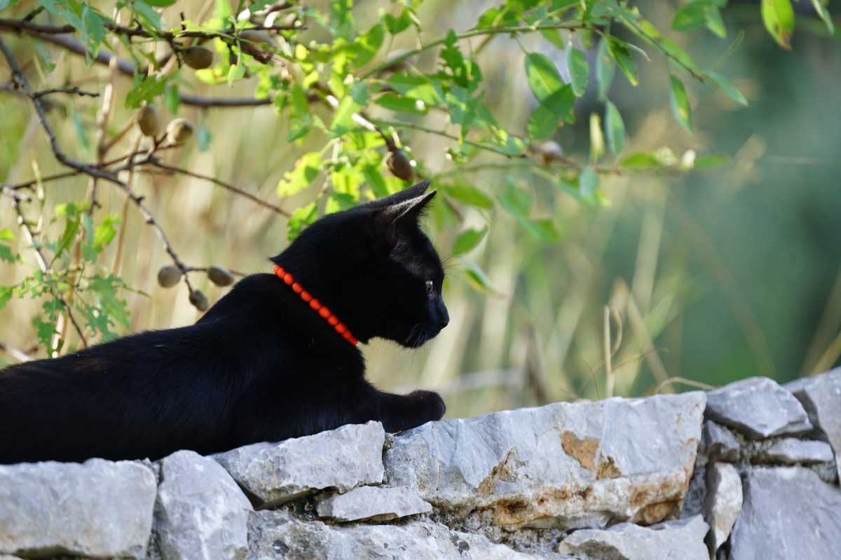 Junge Katze, ganz schwarz, mit rotem Perlenhalsband