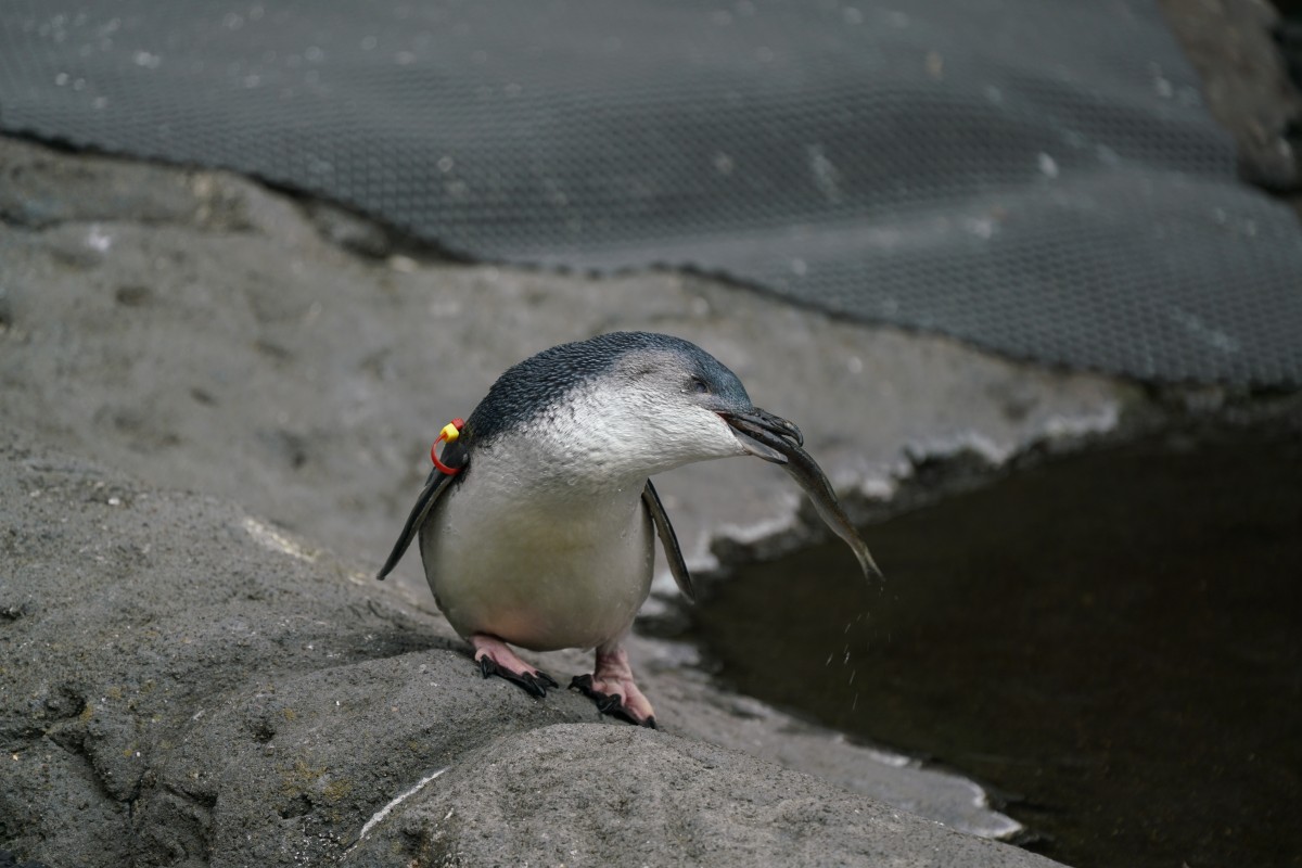 Pinguin im Fisch im Schnabel
