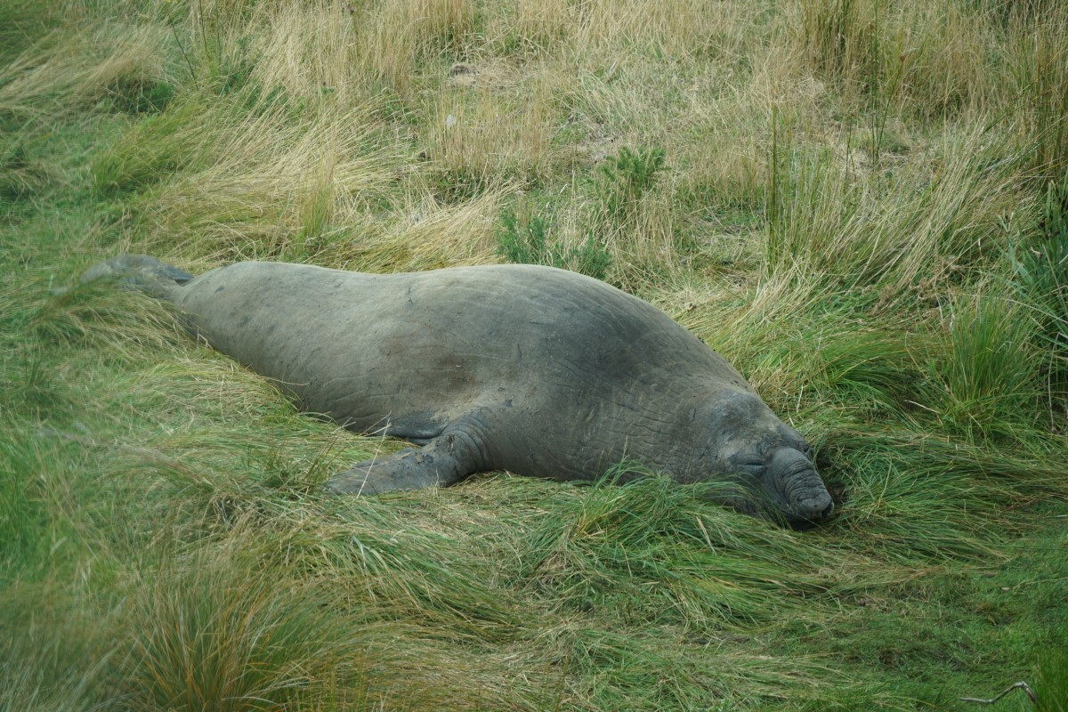 Südlicher See-Elefant schläft