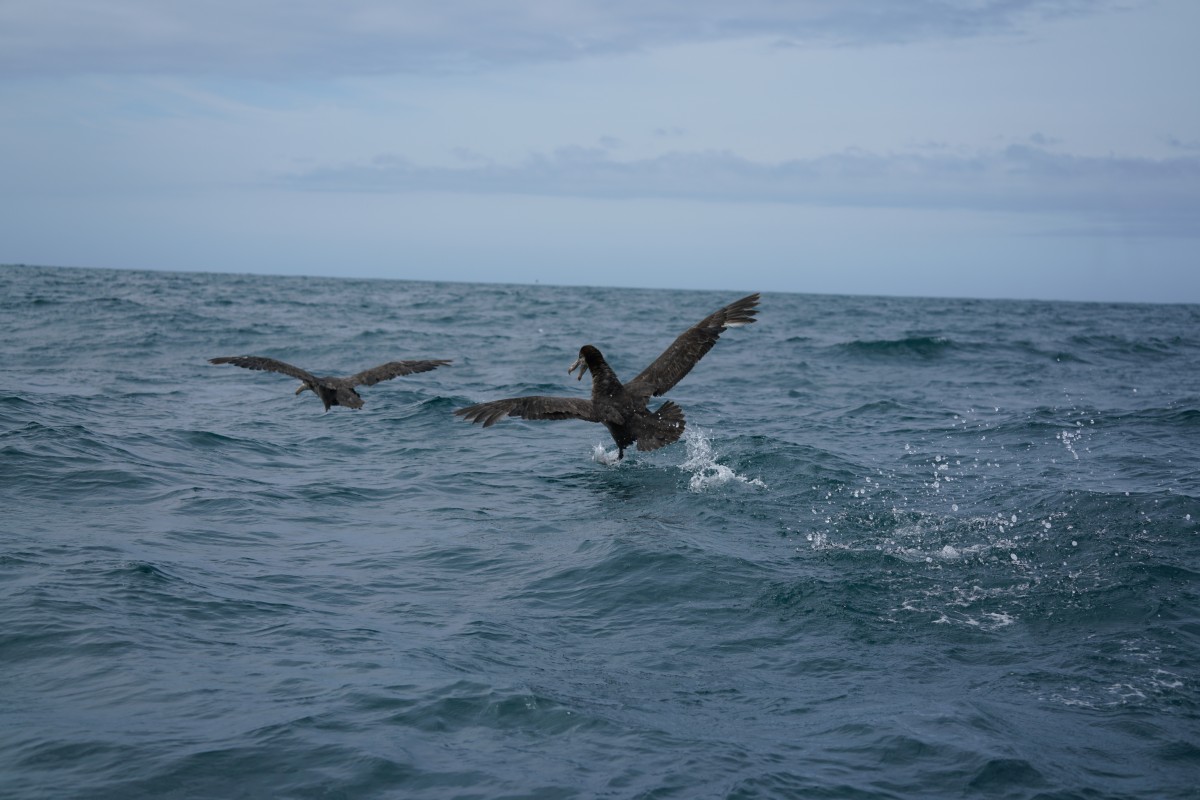 Hall-Sturmvogel „käuft“ auf dem Wasser
