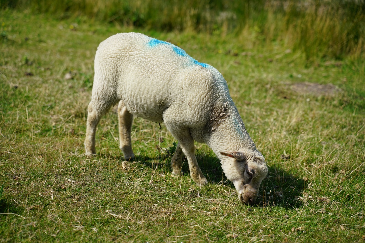 Grasendes Schaf auf Fehmarn – lässt sich durch nichts aus der Ruhe bringen, genau wie seine Kollegen, die mitten auf dem Weg liegen