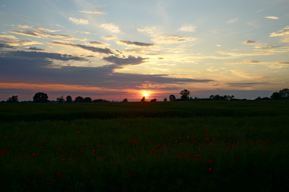 Sonnenuntergang mit Mohnblumen an einem Blühstreifen südlich von Landkirchen auf Fehmarn