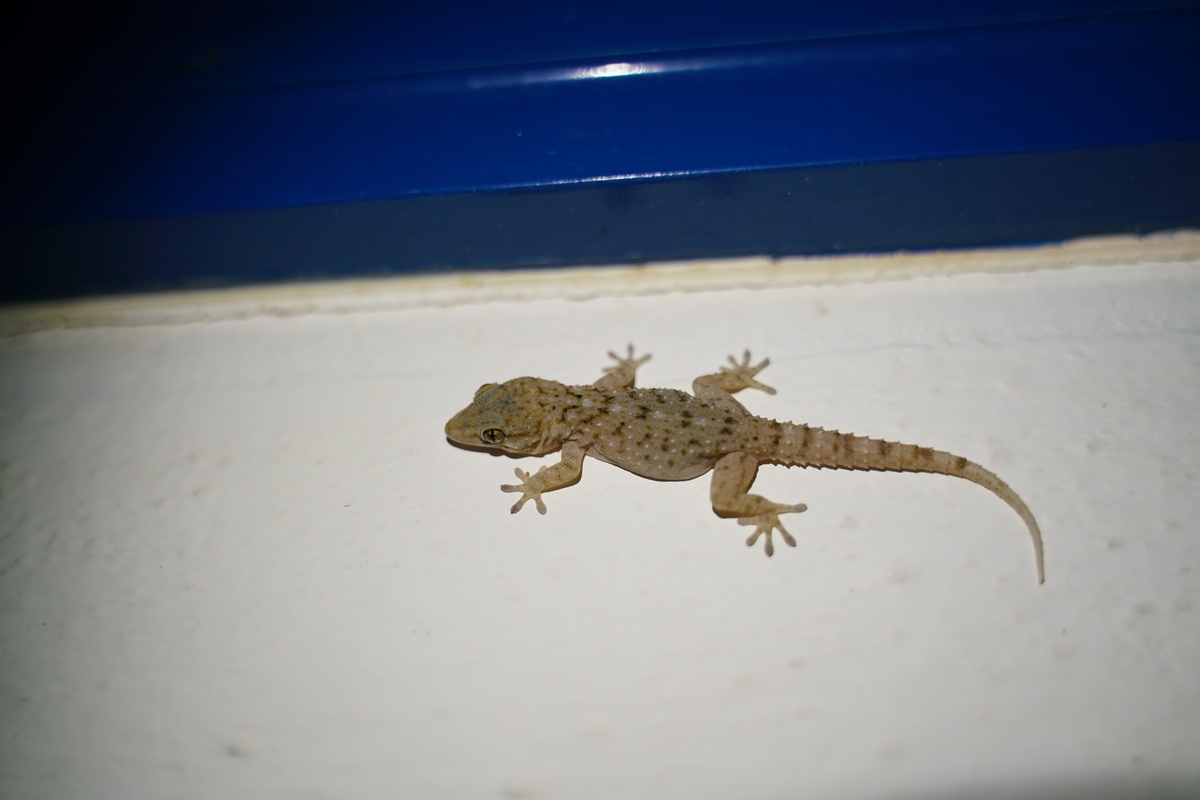 Gecko an einer Hauswand