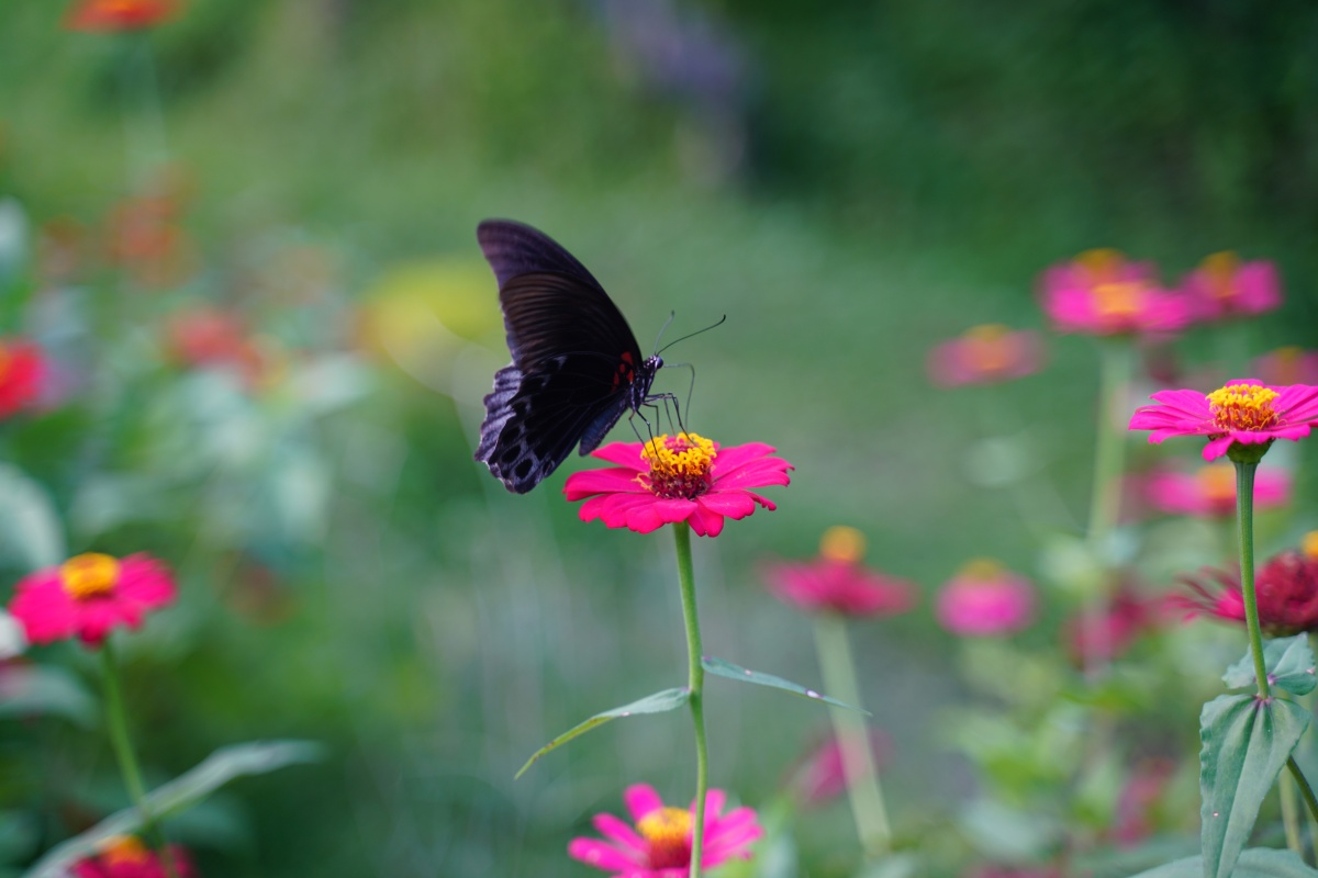 Großer schwarzer Schmetterling im Botanischen Garten Narmada auf Lombok