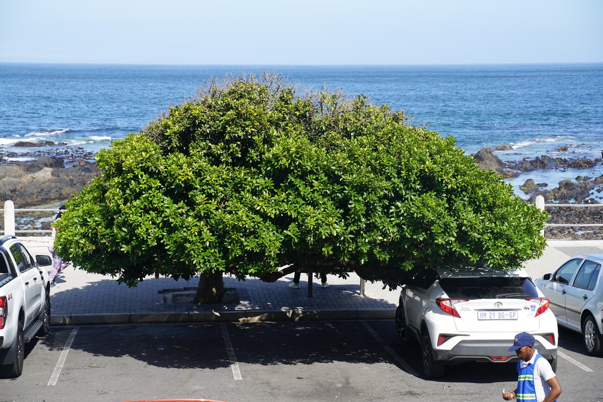 In Sea Point (Kapstadt) ragt ein Baum meterweit über einen Parkplatz
