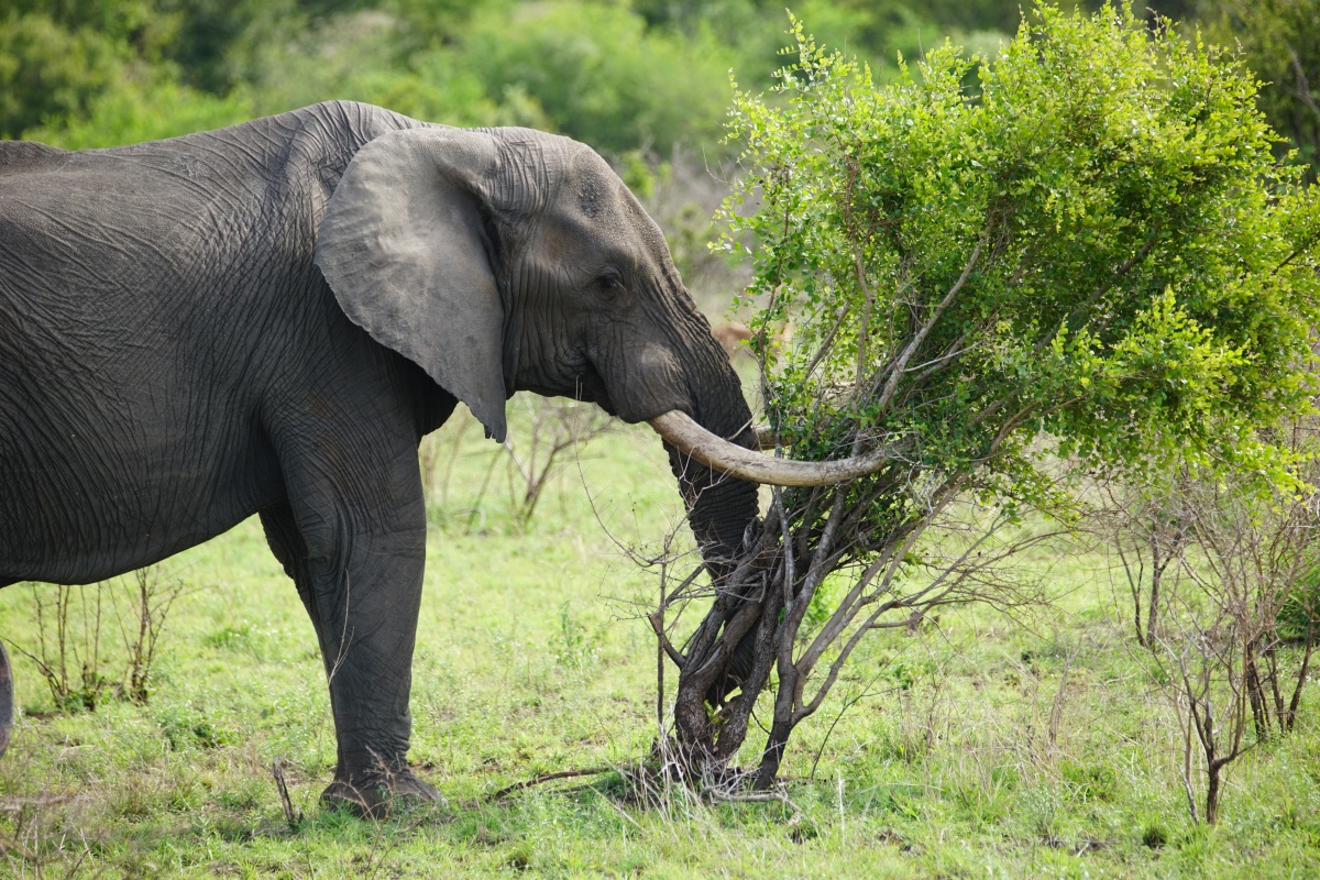 Elefant legt im Kruger-Nationalpark einen kleinen Baum um