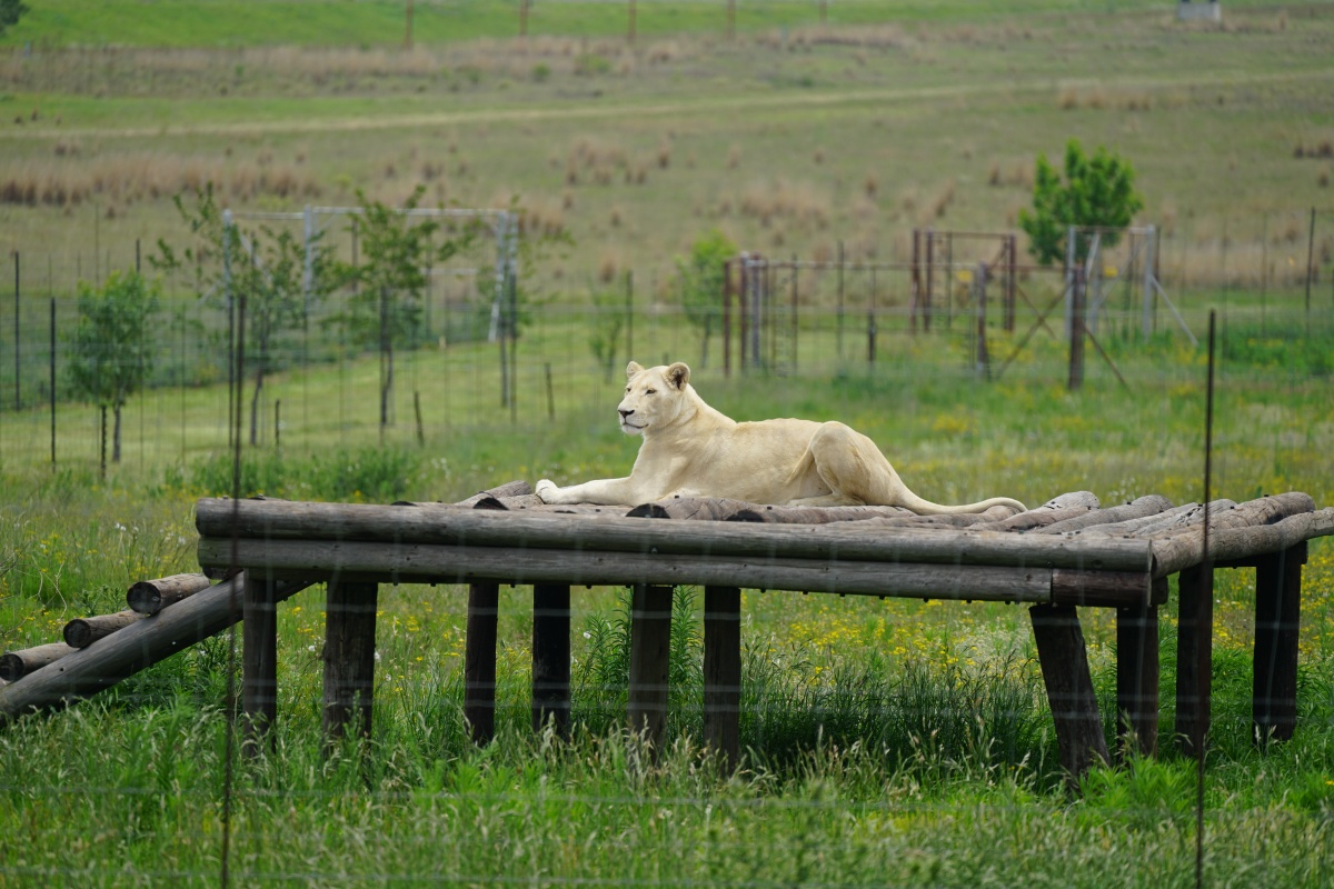 Weiße Löwin der Raststätte Thanda Rau
