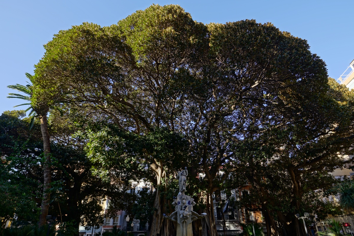 Plaça de Gabriel Miró – mit einem uralten Ficus macrophylla