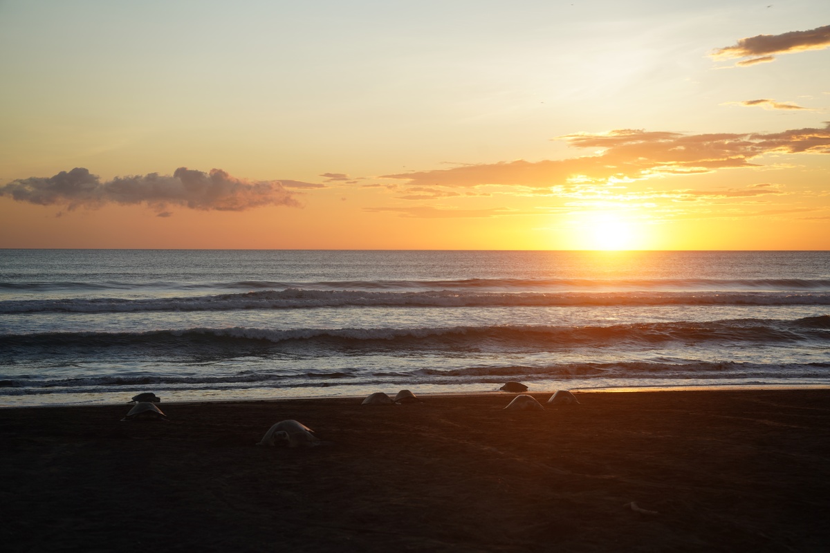 Grüne Meeresschildkröten erreichen und verlassen den Strand von Ostional im Sonnenuntergang