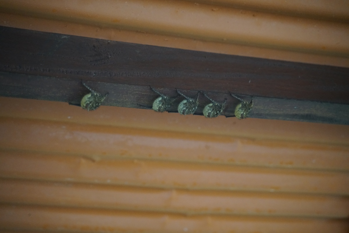 Fledermäuse unter einem Dach im Tortuguero-Nationalpark