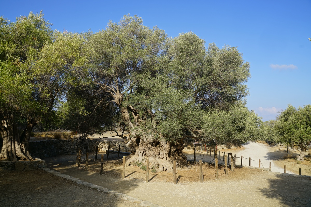 Monumentaler Olivenbaum von Kavoúsi auf Kreta