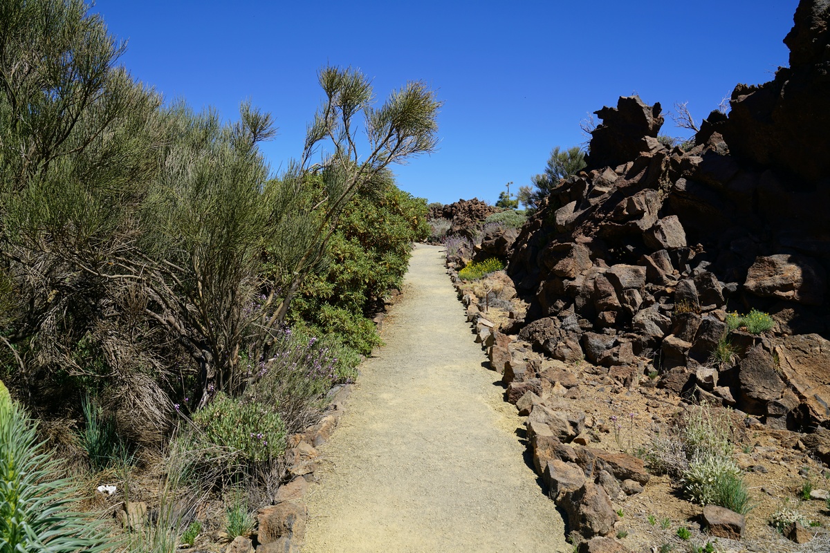 Botanischer Garten des Teide-Besucherzentrums El Portillo auf Teneriffa