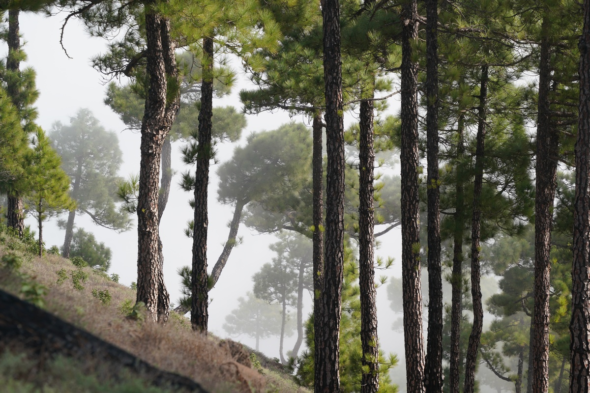 Wald am Roque de los Cuervos auf La Palma im Nebel