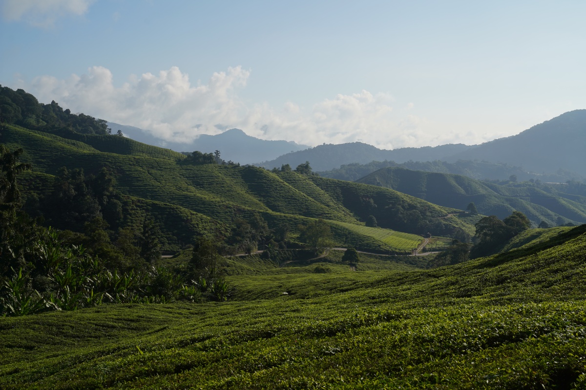 Teeplantagen in den Cameron Highlands bei Tanah Rata