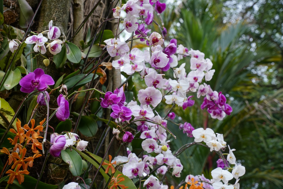 Orchideen im Orchideengarten (Taman Orkid) von Kuala Lumpur