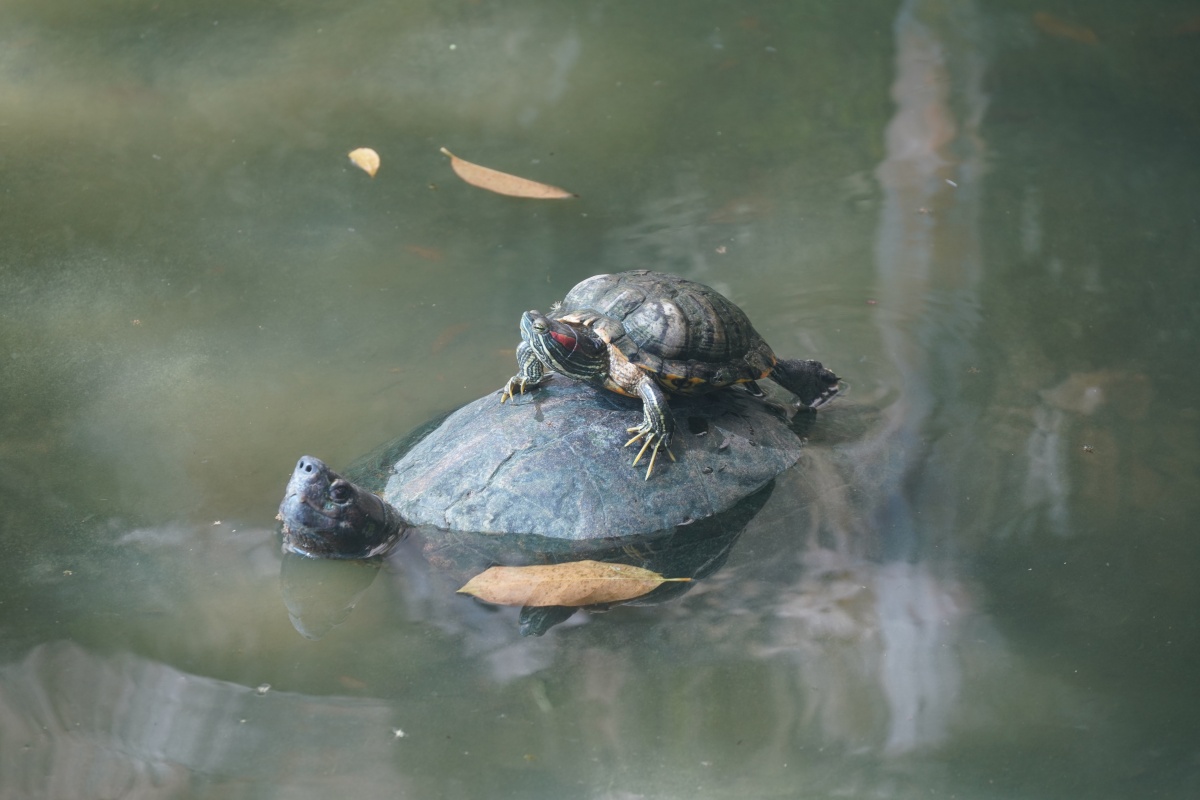 Der Teich unterhalb des Kek-Lok-Si-Tempels in Air Itam bei George Town auf Penang ist so voll mit Schildkröten, dass die sich bereits übereinander stapeln