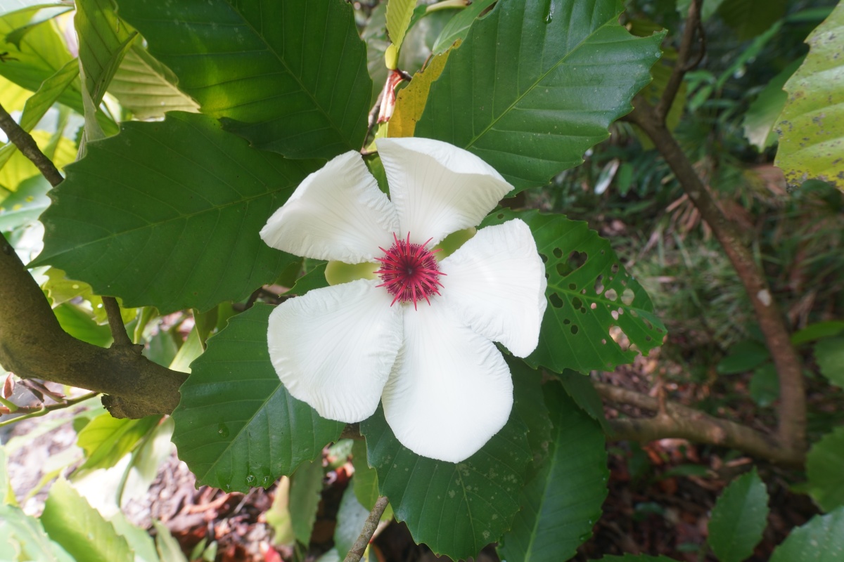 Blüte des Philippinen-Rosenapfels (Dillenia philippinensis)