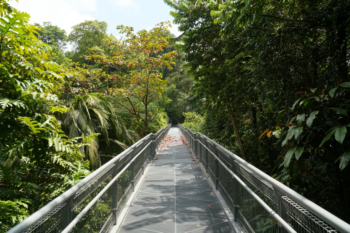 Forest Walk in Singapur