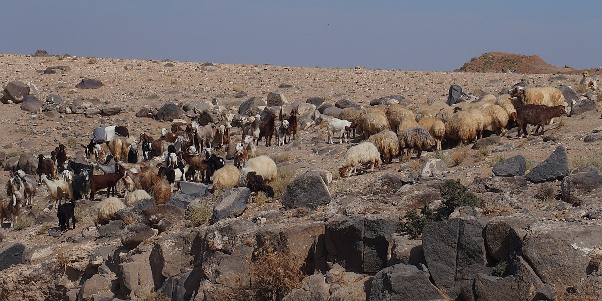 Schafe, Ziegen und ein Hütehund