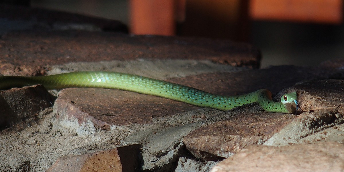 Eine grüne Schlange