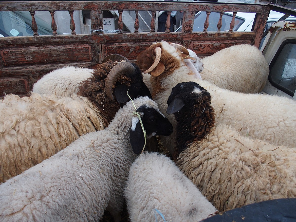 Schafe auf einem Pickup