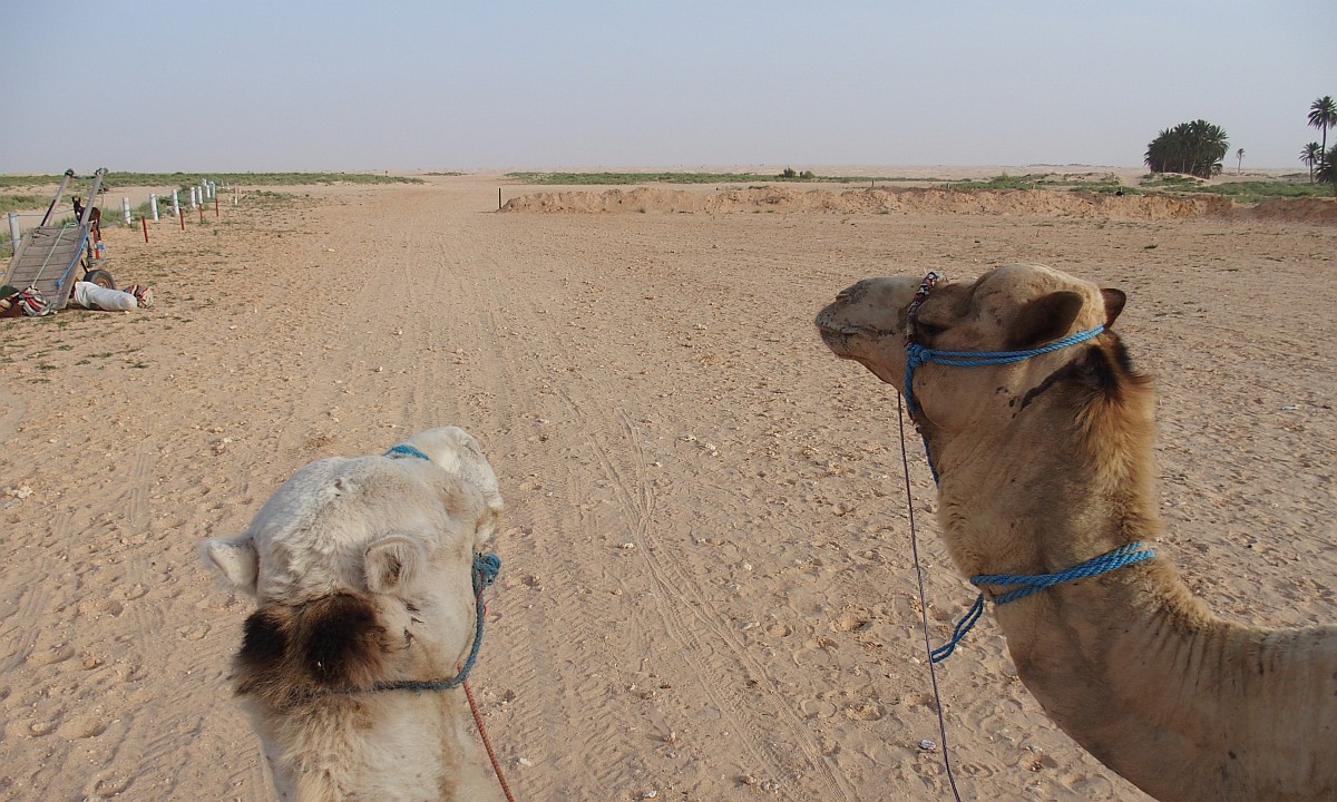 Ausblick vom Kamel