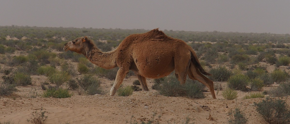 Kamel mit Ohrmarke