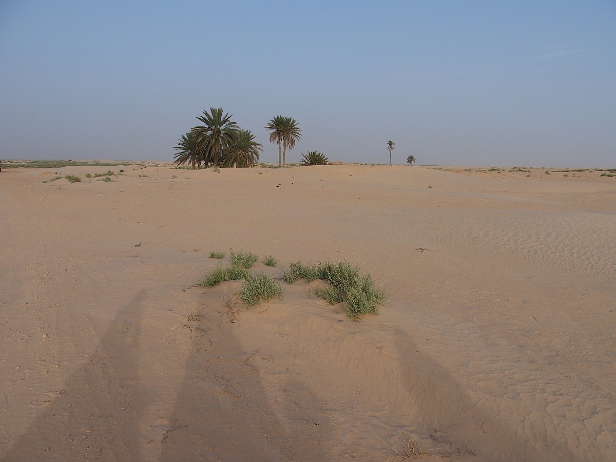 Sahara bei Douz