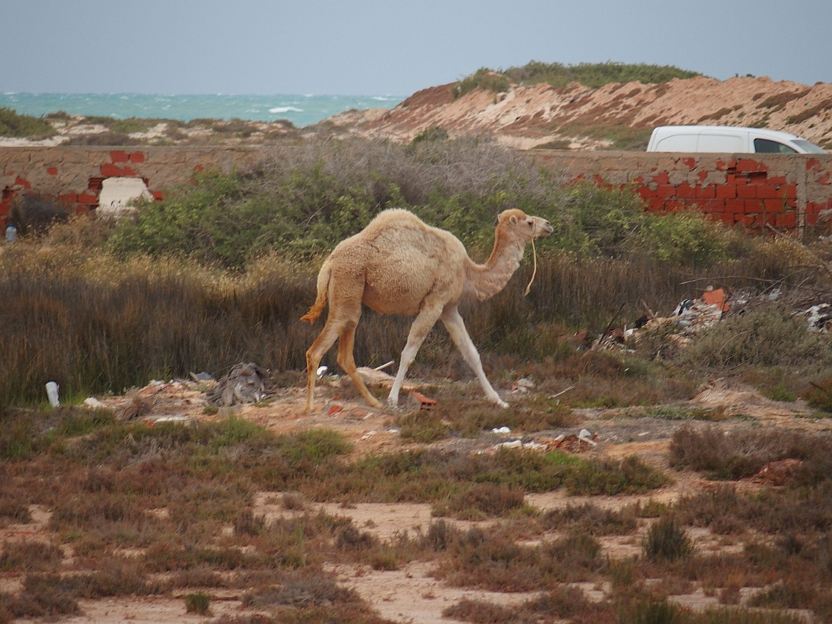 Kamel auf Weide vorm Hotel