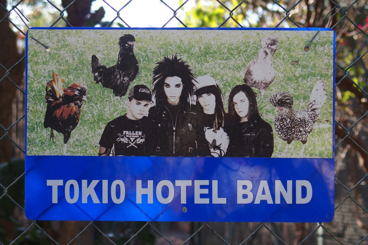 Vier Hühner verglichen mit Tokio Hotel
