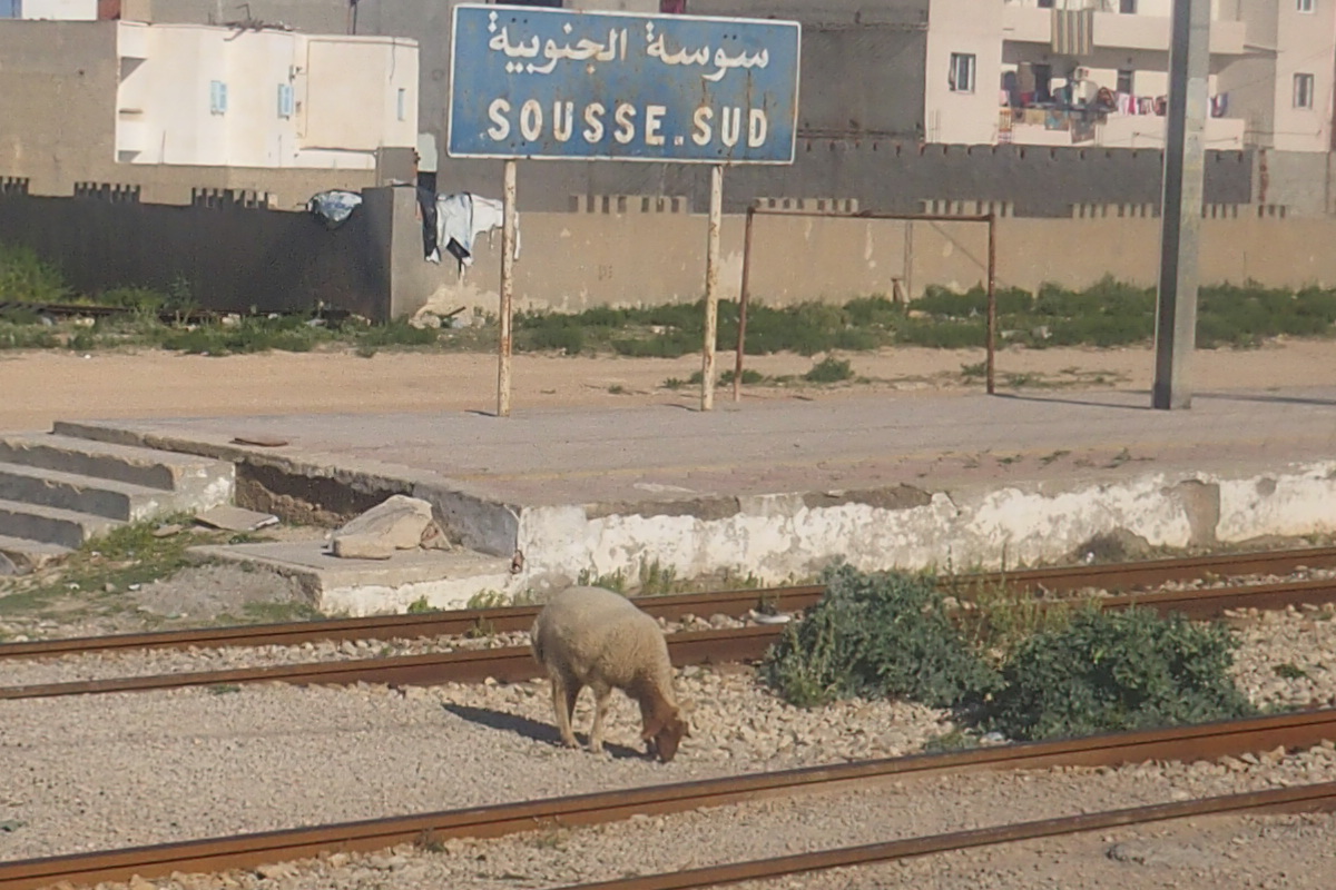 Ein Schaf steht zwischen zwei Gleisen der Metro von Sousse