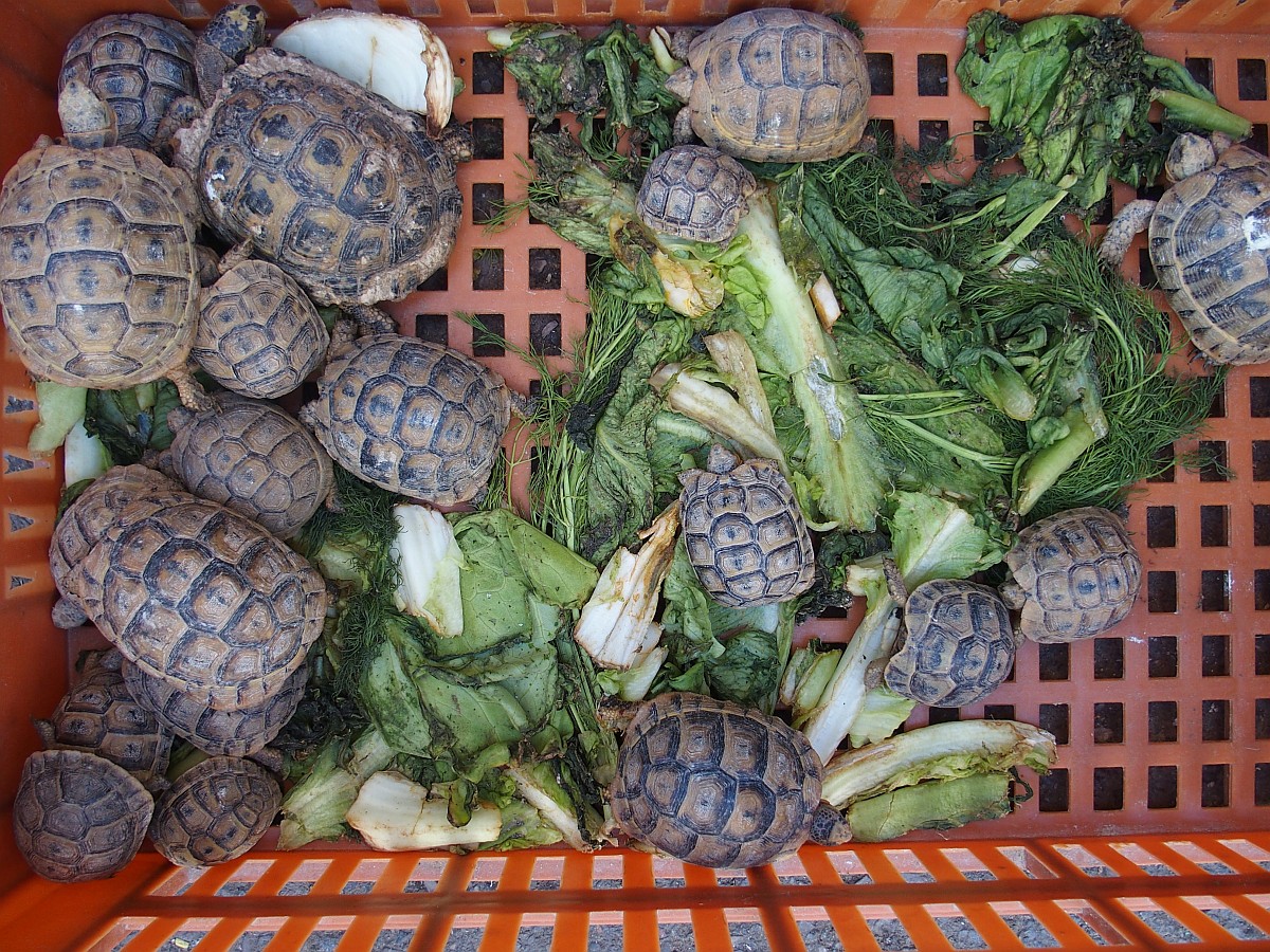 Kleine Schildkröten in einer Kiste mit Salatblättern