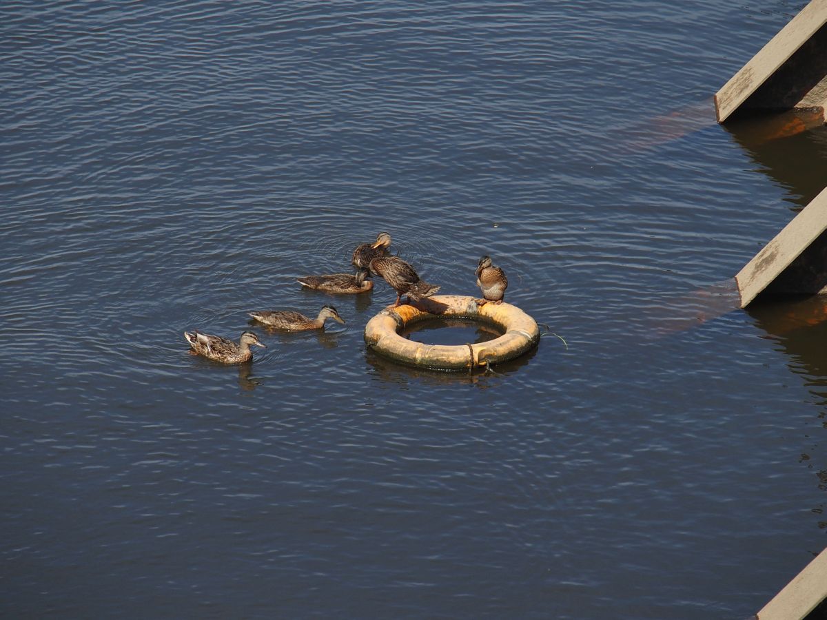 Ente auf einem Rettungsring