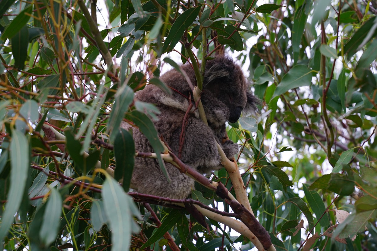 Haus-Koala der YHA Apollo Bay