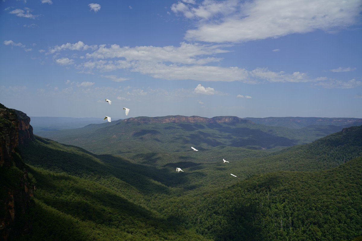 Gelbhaubenkakadus fliegen über dem Jamison Valley mit dem Mount Solitary