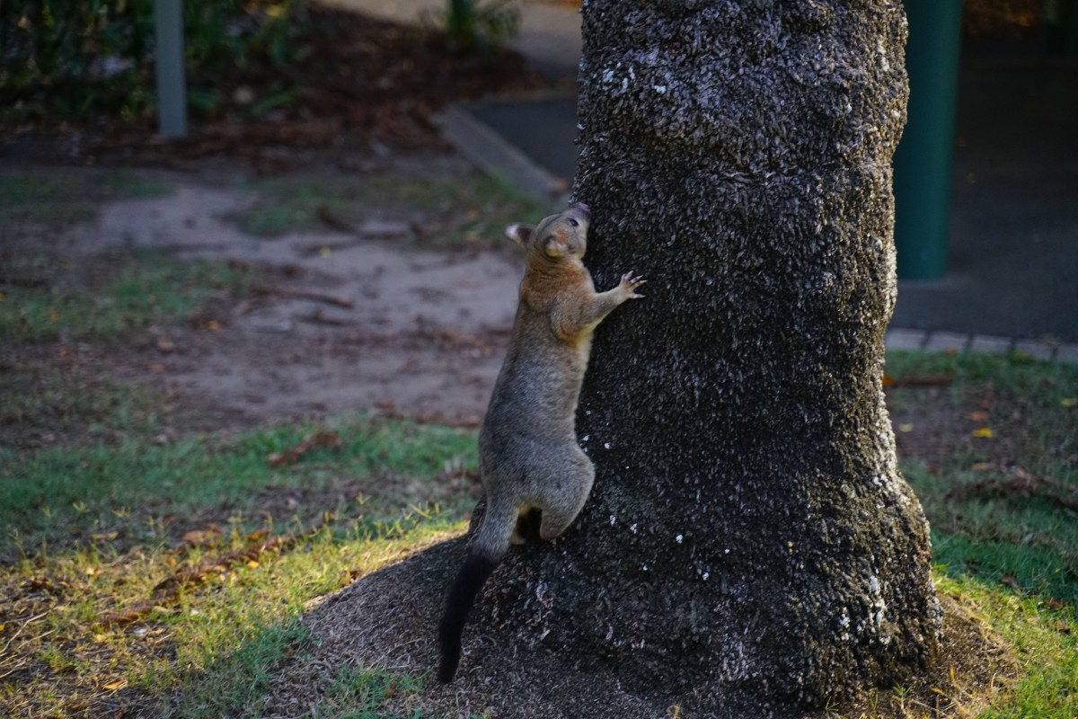 Ein Fuchskusu hängt an einem Baum