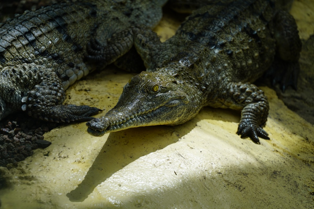 Australien-Krokodil