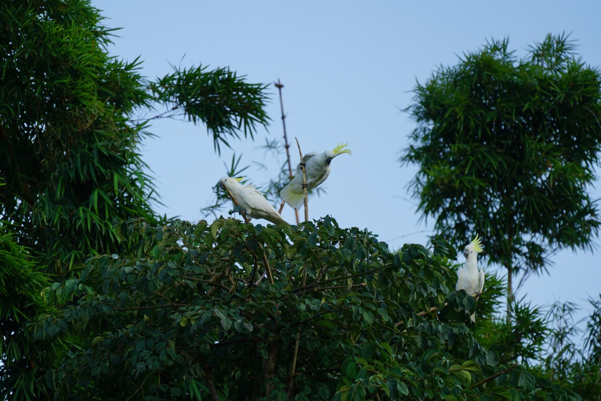 Drei Gelbhaubenkakadus auf einem Baum