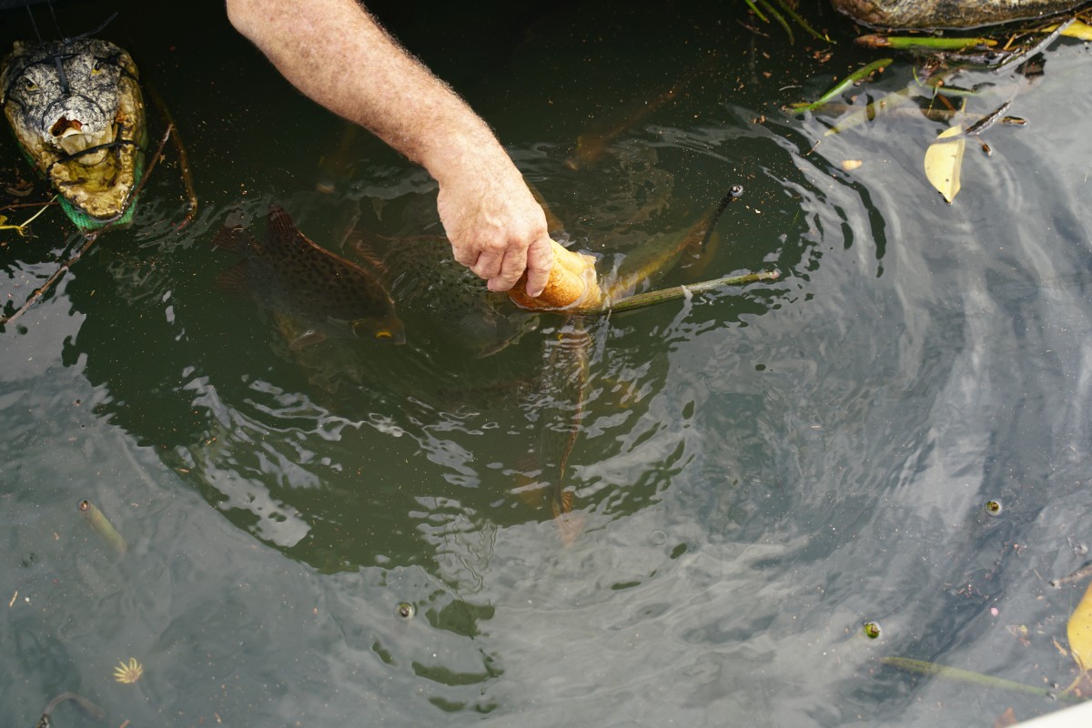 Ein Mann füttert Gemeine Argusfische mit einem Baguette