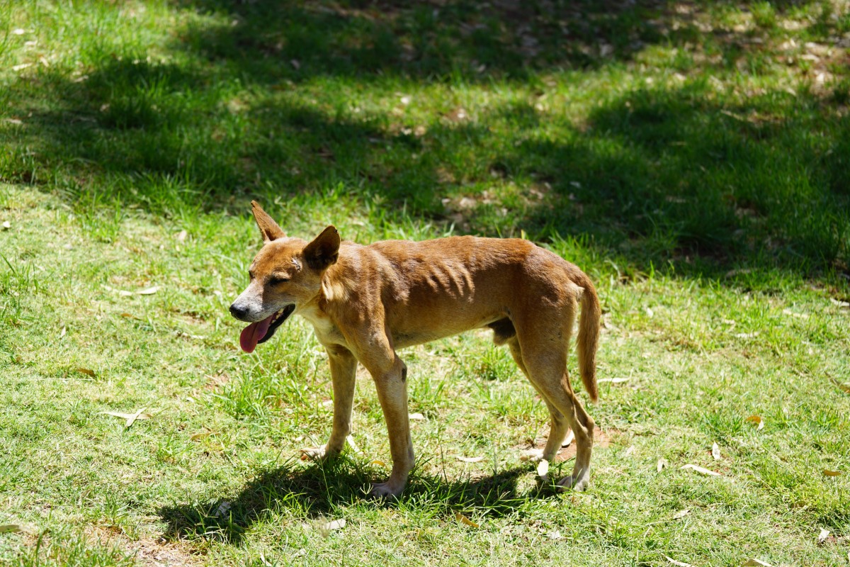 Dingo auf Gras
