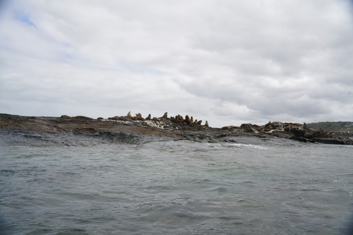 Seelöwen des Marengo Reefs Marine Sanctuary