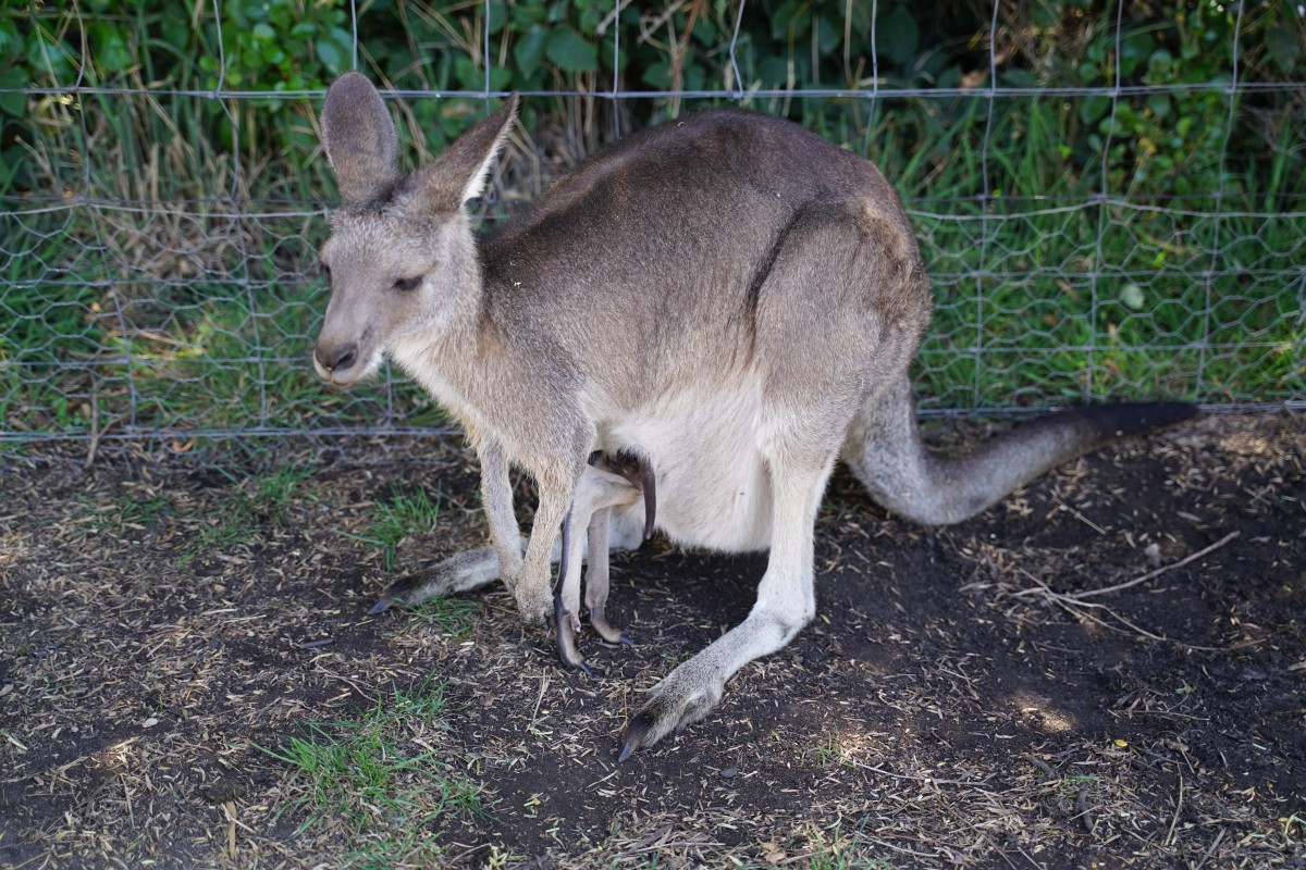 Östliches Graues Riesenkänguru, zwei Beine hängen aus dem Beutel