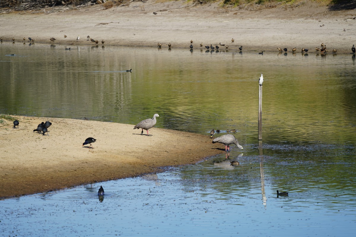 Tiere am Ufer des Swan Lake