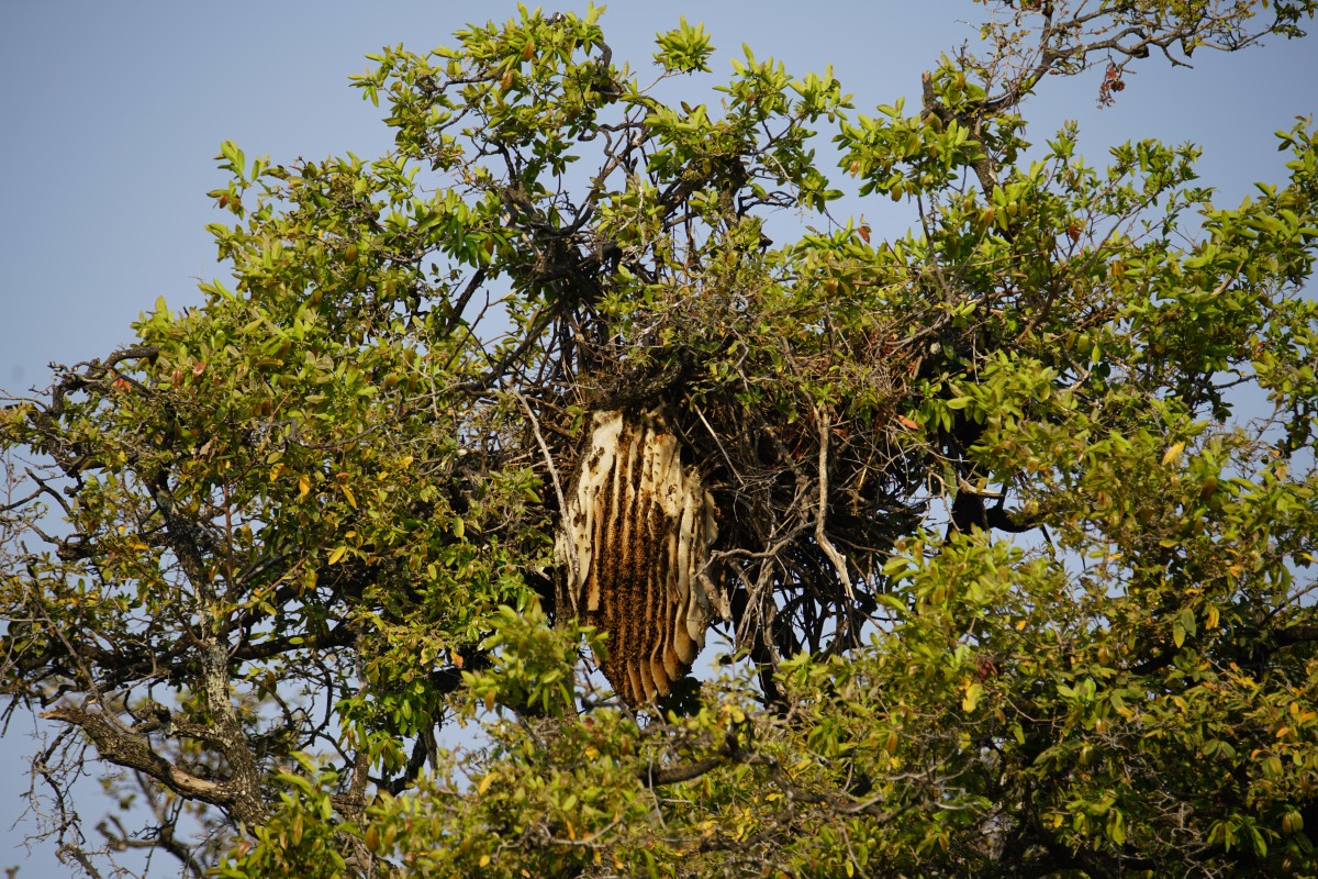 Schreiseeadlerhorst über Bienennest an einem Baum