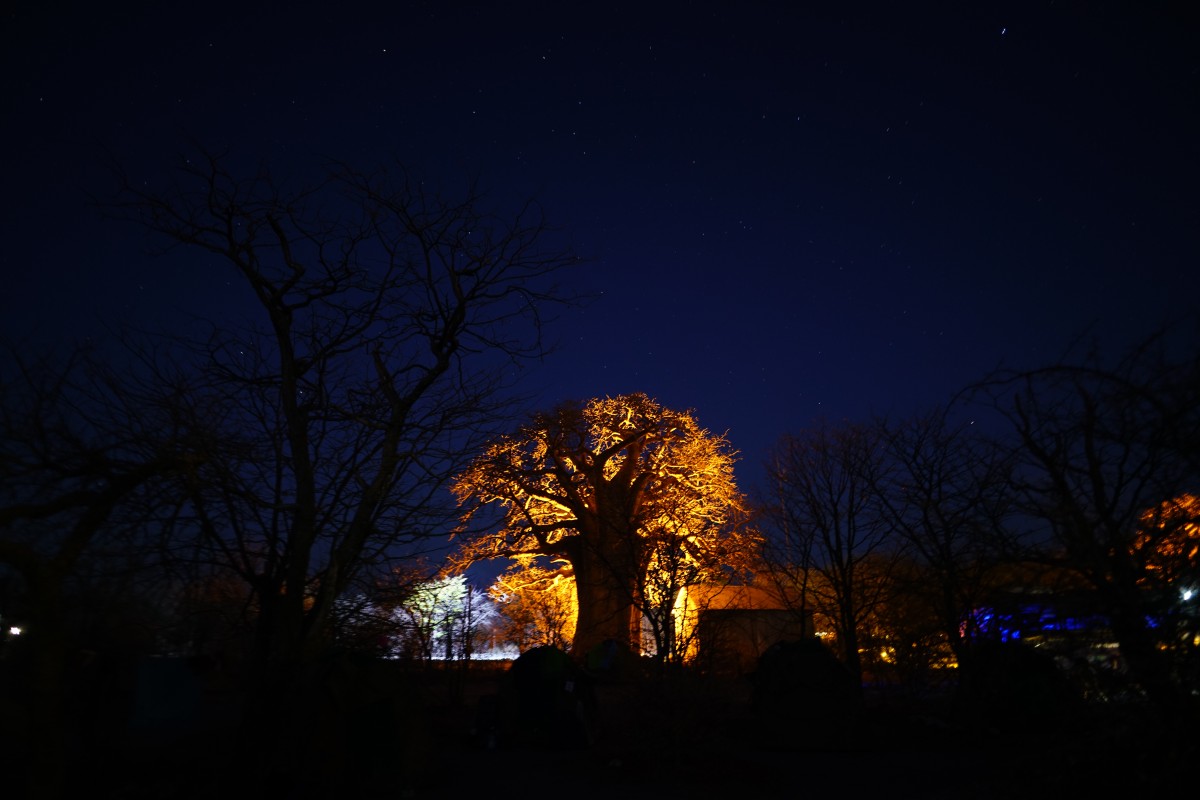 Beleuchteter Affenbrotbaum unterm Sternenhimmel