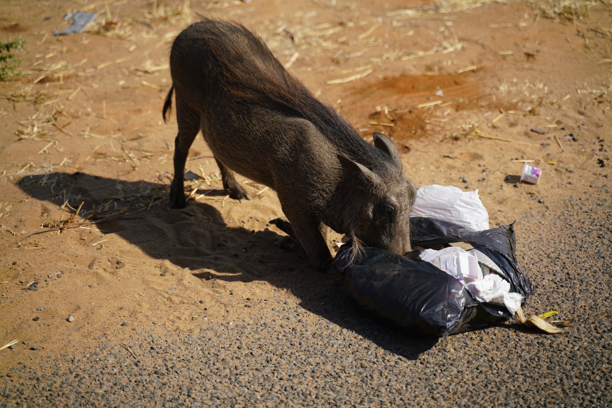 Warzenschwein durchwühlt Mülltüte