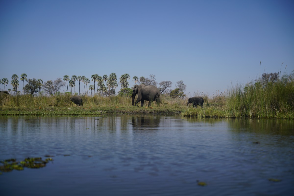 Elefanten am Ufer der Okavango-Kanäle